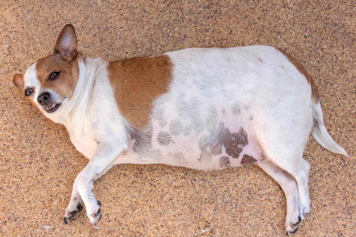 Perro con abdomen hinchado