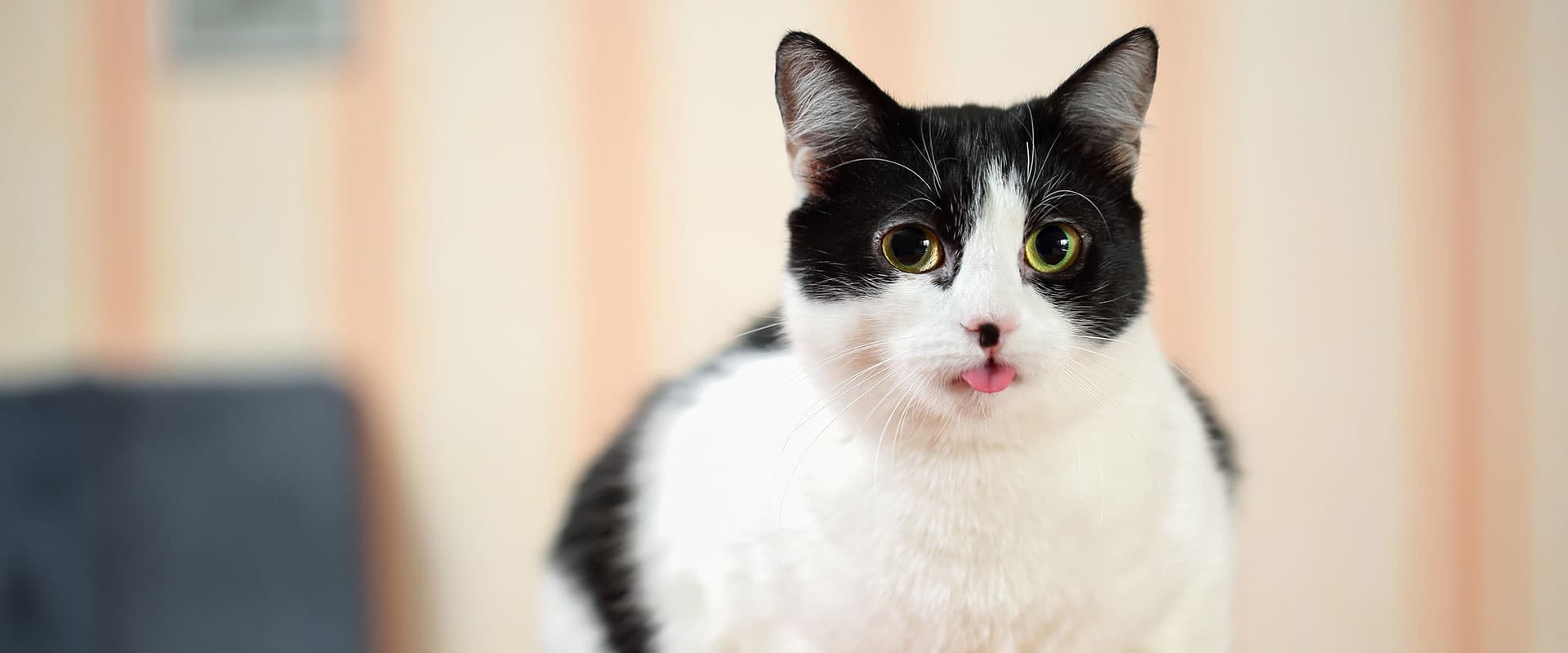 Gato intoxicado