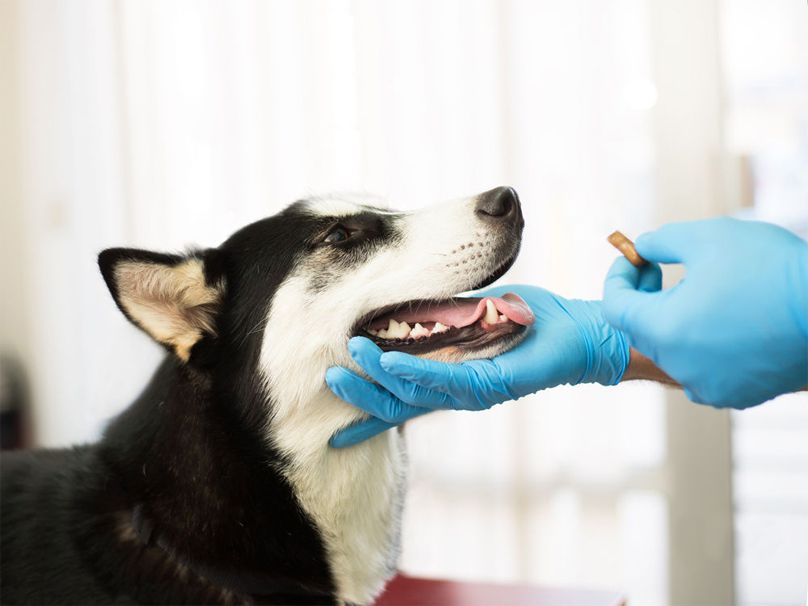 Desparasitación de mascotas