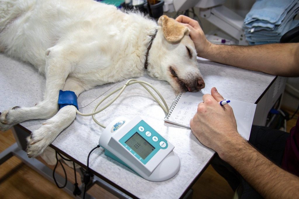 Emergencia veterinaria nocturna