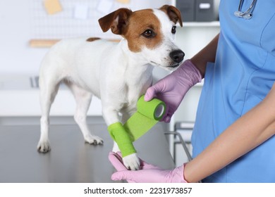 Perro con vendaje